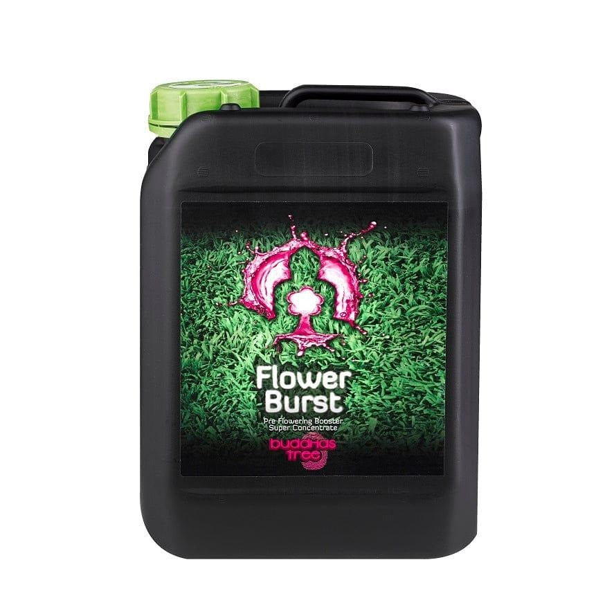 Buddhas Tree Flower Burst - 5L