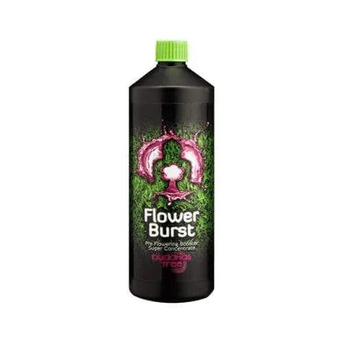 Buddhas Tree Flower Burst - 1L