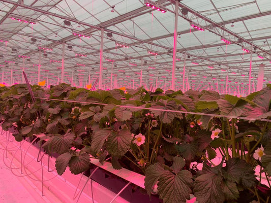 Agrilamp Strawberry mixed 30W LED